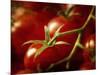 Tomatoes on the Vine-Steve Lupton-Mounted Photographic Print