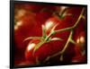 Tomatoes on the Vine-Steve Lupton-Framed Photographic Print