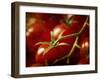 Tomatoes on the Vine-Steve Lupton-Framed Photographic Print