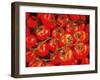 Tomatoes On The Vine-Dorothy Berry-Lound-Framed Giclee Print