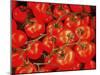 Tomatoes On The Vine-Dorothy Berry-Lound-Mounted Giclee Print