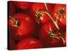 Tomatoes on Vine-Mitch Diamond-Stretched Canvas
