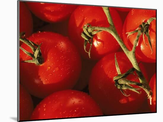 Tomatoes on Vine-Mitch Diamond-Mounted Premium Photographic Print