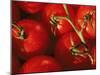 Tomatoes on Vine-Mitch Diamond-Mounted Premium Photographic Print