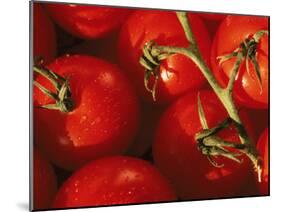 Tomatoes on Vine-Mitch Diamond-Mounted Premium Photographic Print