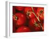 Tomatoes on Vine-Mitch Diamond-Framed Photographic Print