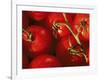 Tomatoes on Vine-Mitch Diamond-Framed Photographic Print