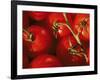 Tomatoes on Vine-Mitch Diamond-Framed Photographic Print