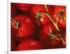 Tomatoes on Vine-Mitch Diamond-Framed Photographic Print