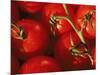 Tomatoes on Vine-Mitch Diamond-Mounted Photographic Print