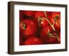 Tomatoes on Vine-Mitch Diamond-Framed Photographic Print