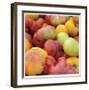 Tomatoes-Stacy Bass-Framed Giclee Print