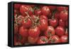 Tomatoes-null-Framed Stretched Canvas