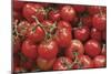Tomatoes-null-Mounted Photographic Print