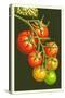 Tomatoes-Lantern Press-Stretched Canvas