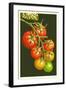 Tomatoes-Lantern Press-Framed Art Print