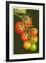 Tomatoes-Lantern Press-Framed Art Print