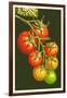 Tomatoes-Lantern Press-Framed Art Print