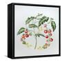 Tomatoes-Sally Crosthwaite-Framed Stretched Canvas
