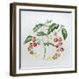 Tomatoes-Sally Crosthwaite-Framed Giclee Print