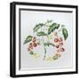 Tomatoes-Sally Crosthwaite-Framed Giclee Print