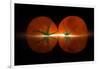 Tomatos-Wieteke de Kogel-Framed Photographic Print