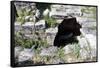 Tomb of Ugarit, Now Ras Shamra, North of Latakia, Syria-null-Framed Stretched Canvas