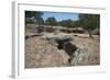 Tomba Di Giganti Moru, a Bronze Age Funerary Monument Dating from 1300 Bc-Ethel Davies-Framed Photographic Print