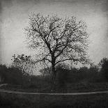 Tree-Tomislav Bogovic-Photographic Print