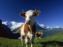 Brown and White Cow in Alpine Meadow, First, Grindelwald, Bern, Switzerland, Europe-Tomlinson Ruth-Photographic Print