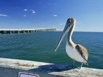 Brown Pelican in Front of the Sunshine Skyway Bridge at Tampa Bay, Florida, USA