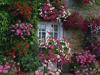 Farmhouse Window Surrounded by Flowers, Ille-et-Vilaine, Brittany, France, Europe-Tomlinson Ruth-Photographic Print
