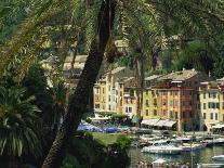 Harbour from Hillside, Palm-Tree in Foreground, Portofino, Portofino Peninsula, Liguria, Italy-Tomlinson Ruth-Photographic Print