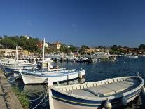 Harbour from Hillside, Palm-Tree in Foreground, Portofino, Portofino Peninsula, Liguria, Italy-Tomlinson Ruth-Photographic Print