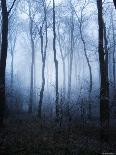 Forest and Brush in Dense Fog-Tommy Martin-Photographic Print