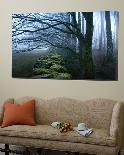 Moss Covered Trees in Dense Dog-Tommy Martin-Photographic Print