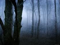 Forest and Brush in Dense Fog-Tommy Martin-Photographic Print