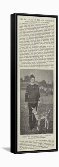 Tommy, the Pet Deer of the 4th Battalion Worcestershire Regiment-null-Framed Stretched Canvas