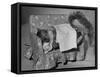 Tommy Tucker the Squirrel Sleeping on a Tiny Couch-Nina Leen-Framed Stretched Canvas