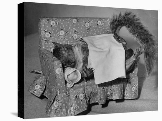 Tommy Tucker the Squirrel Sleeping on a Tiny Couch-Nina Leen-Stretched Canvas