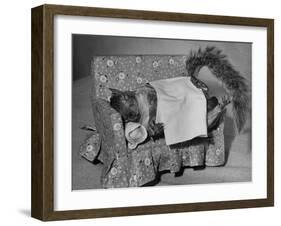 Tommy Tucker the Squirrel Sleeping on a Tiny Couch-Nina Leen-Framed Photographic Print