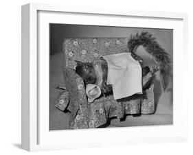 Tommy Tucker the Squirrel Sleeping on a Tiny Couch-Nina Leen-Framed Photographic Print