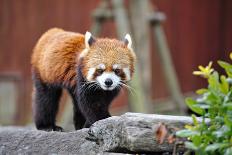 Red Panda-tomophotography-Laminated Photographic Print