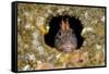 Tompot blenny fish peering out from hole, Dorset, UK-Alex Mustard-Framed Stretched Canvas