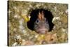 Tompot blenny fish peering out from hole, Dorset, UK-Alex Mustard-Stretched Canvas
