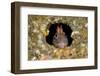 Tompot blenny fish peering out from hole, Dorset, UK-Alex Mustard-Framed Photographic Print