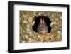 Tompot blenny fish peering out from hole, Dorset, UK-Alex Mustard-Framed Photographic Print