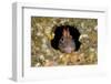 Tompot blenny fish peering out from hole, Dorset, UK-Alex Mustard-Framed Photographic Print