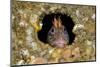 Tompot blenny fish peering out from hole, Dorset, UK-Alex Mustard-Mounted Photographic Print