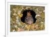 Tompot blenny fish peering out from hole, Dorset, UK-Alex Mustard-Framed Photographic Print